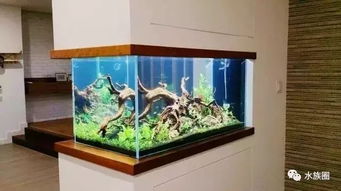 您說魚缸水族箱占地，我們笑了 方寸之間，自有天地